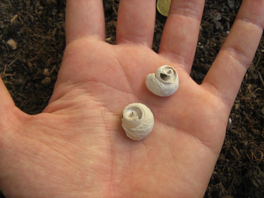 Identificazione fossili (pliocene biellese)